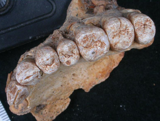 The Misilya-1 jaw. (Image: Gerhard Weber, University of Vienna)
